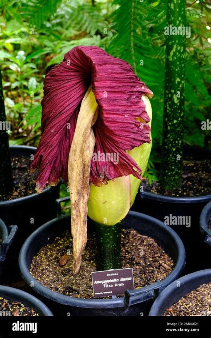 Is the titan arum poisonous
