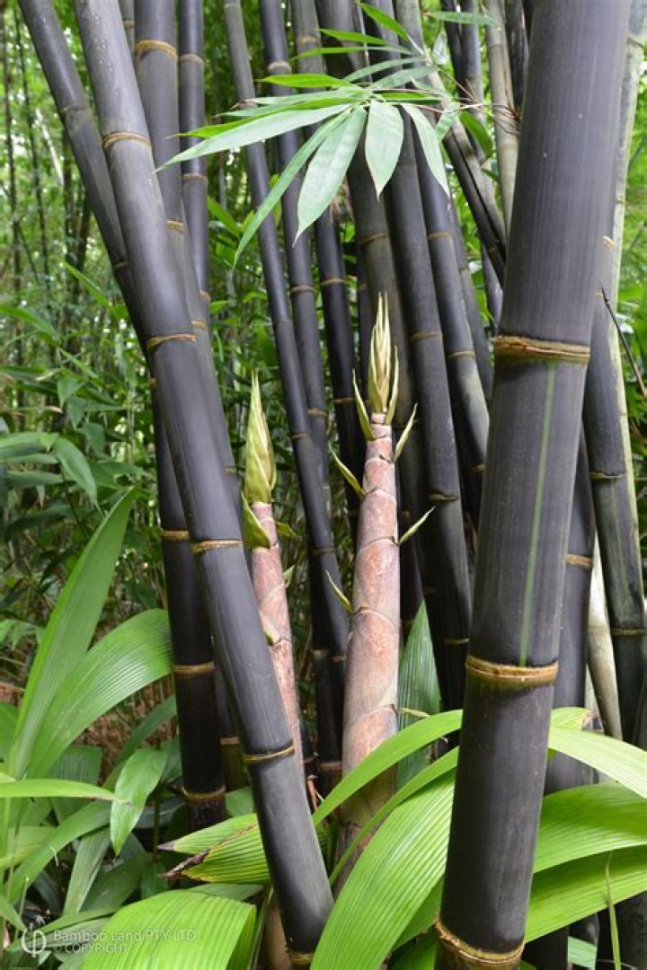 Is there a dwarf black bamboo