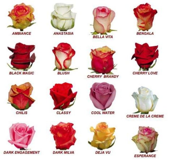 Is there a flower for June