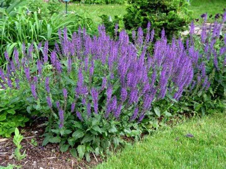 Is there a perennial salvia