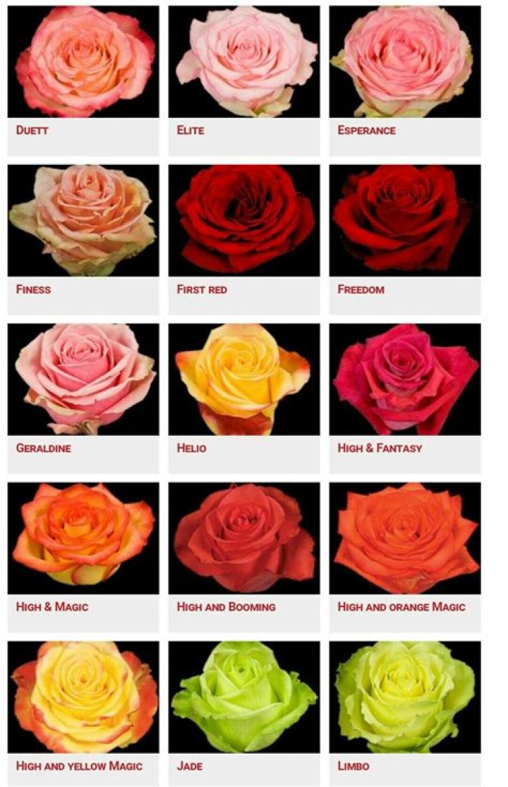 Is there a rose called Anna