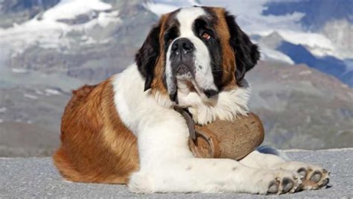 Is there a Saint Bernard