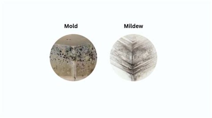 Is there mold in all houses