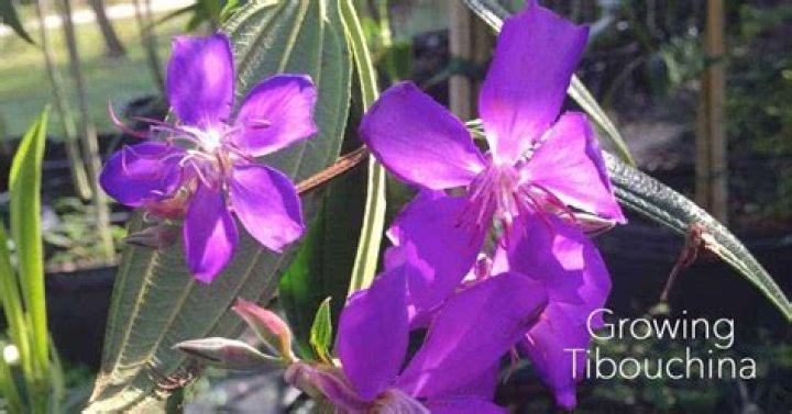 Is tibouchina fast growing
