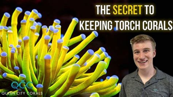 Is Torch Coral easy to keep