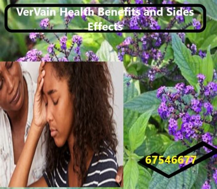 Is verbena toxic to humans