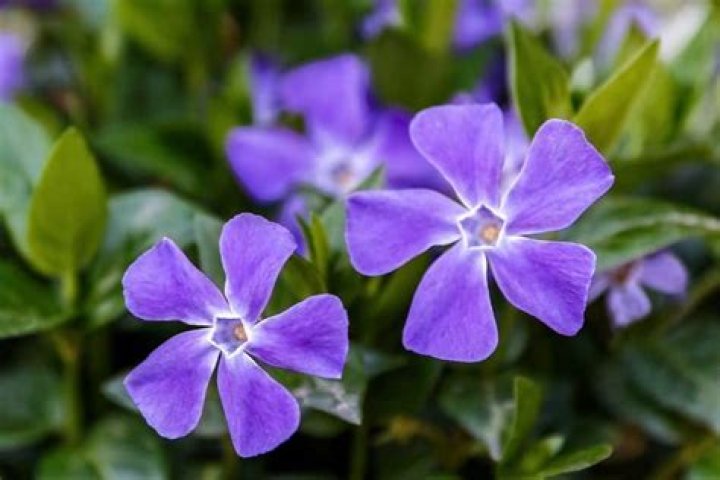 Is vinca poisonous to deer