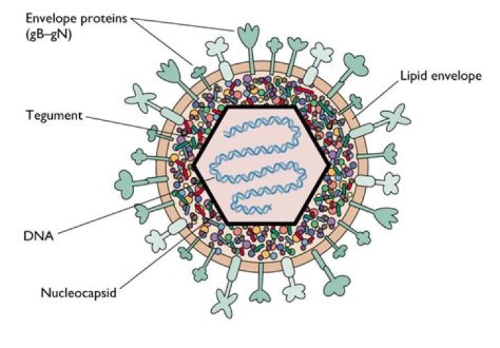 Is virus an animal or plant