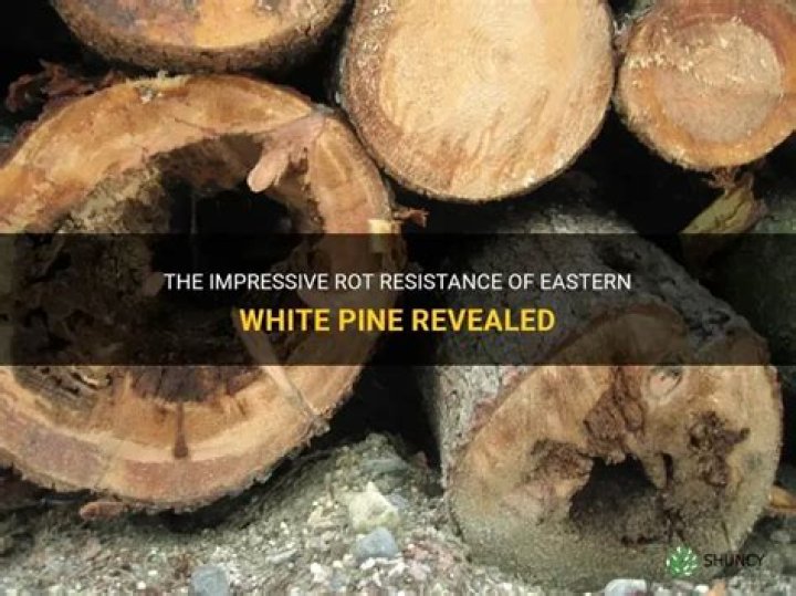 Is White Pine rot resistant