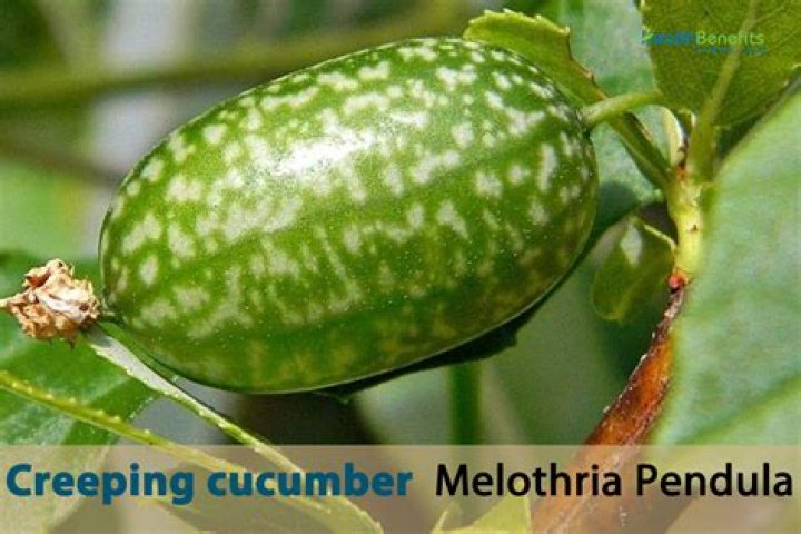 Is wild cucumber poisonous