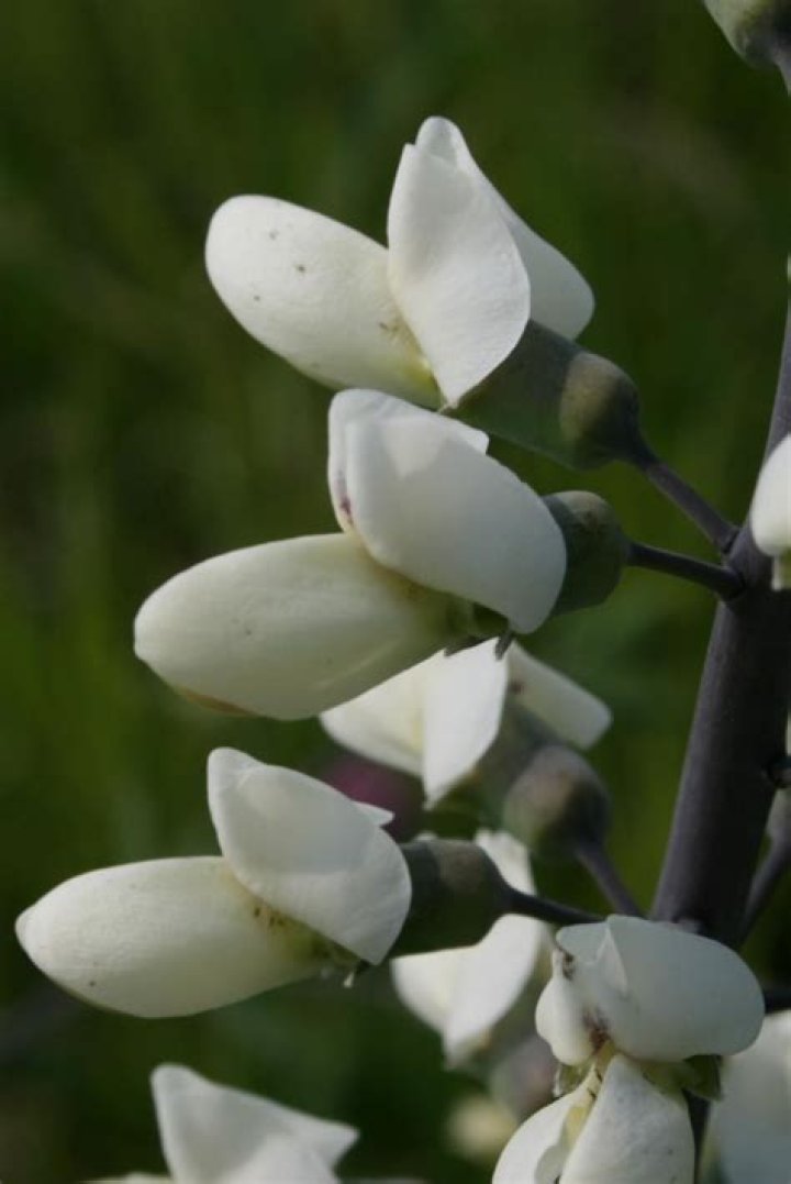 Is Wild Indigo deer resistant
