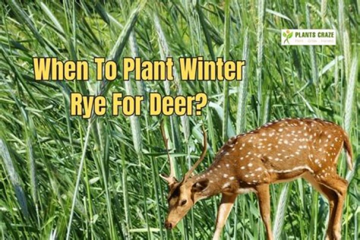 Is winter rye good for deer