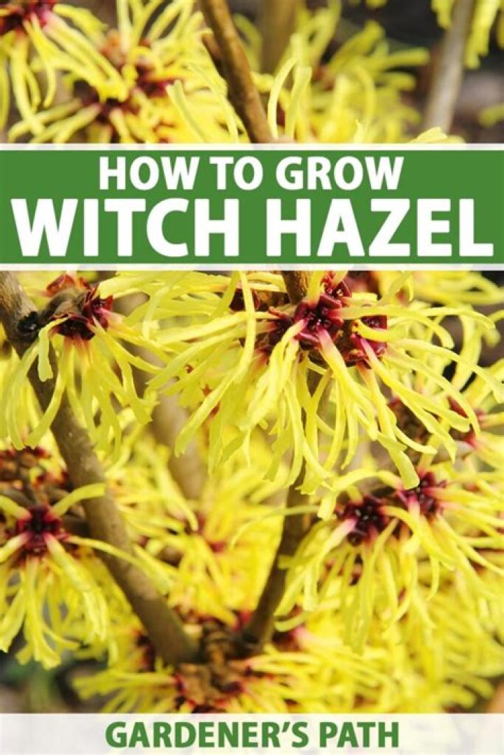 Is witch hazel easy to grow