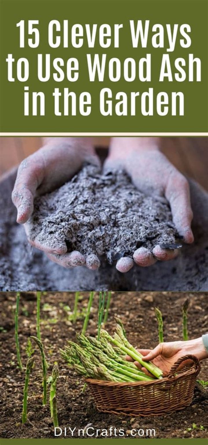 Is wood ash good for plants