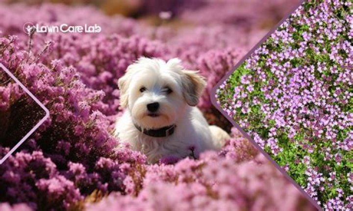 Is Yard Guard safe for dogs