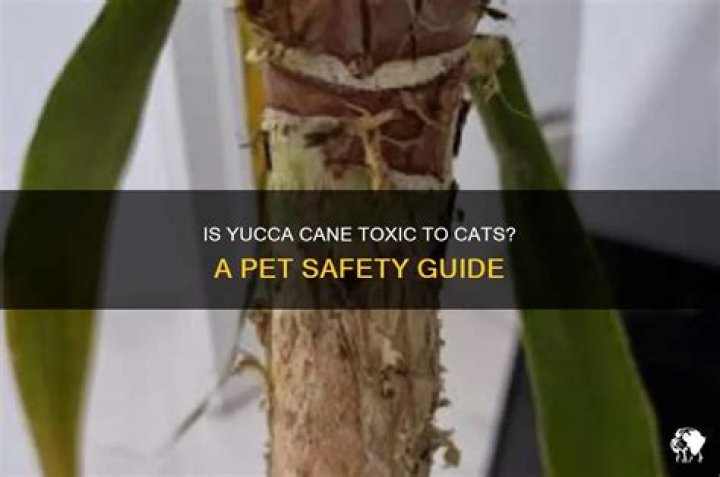 Is Yucca cane safe for pets