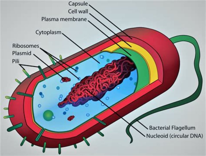 ¿Qué contiene las fimbrias