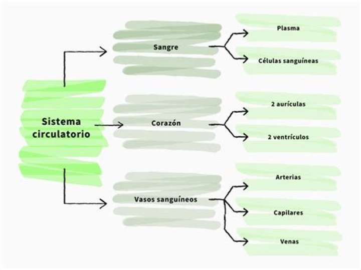 ¿Qué destruye el sistema circulatorio