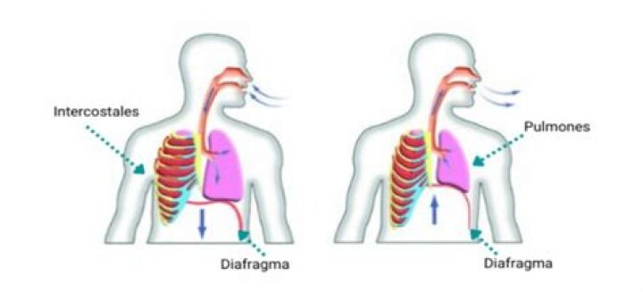 ¿Qué es la fonación humana