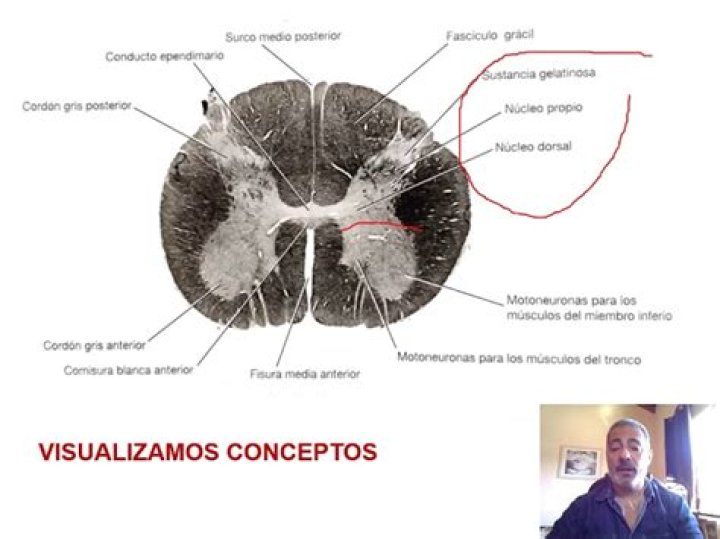 ¿Qué es la sustancia gris y blanca de la medula espinal