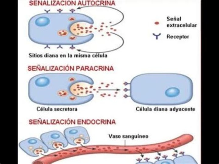 ¿Qué es regulador autocrino