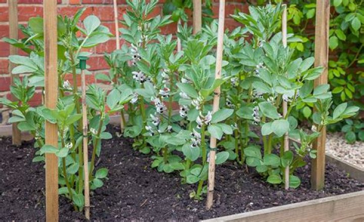 Should Bush beans be staked