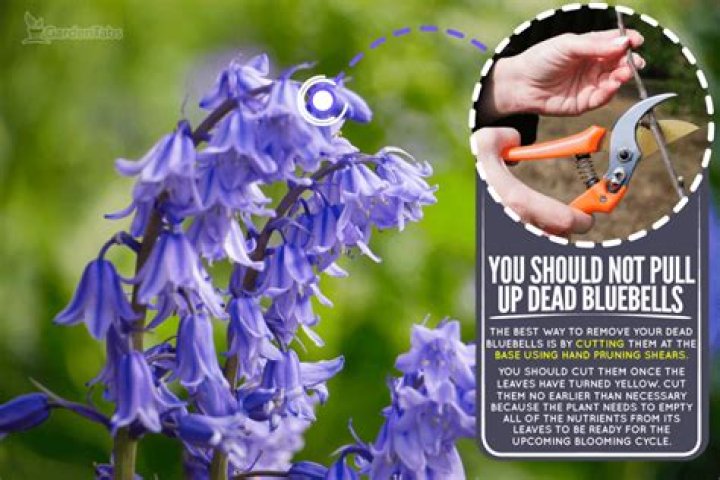 Should I deadhead bluebells