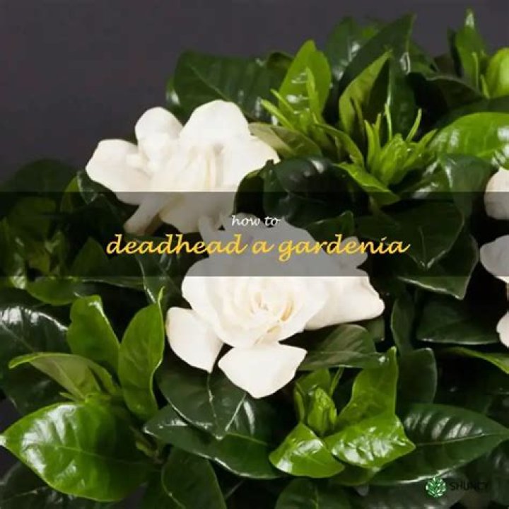 Should I deadhead gardenias