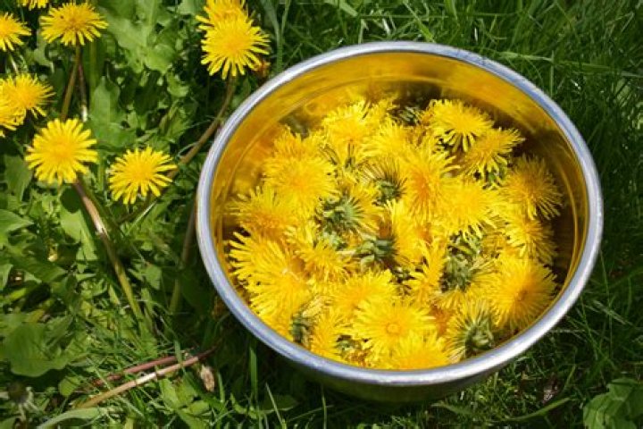 Should I eat dandelions