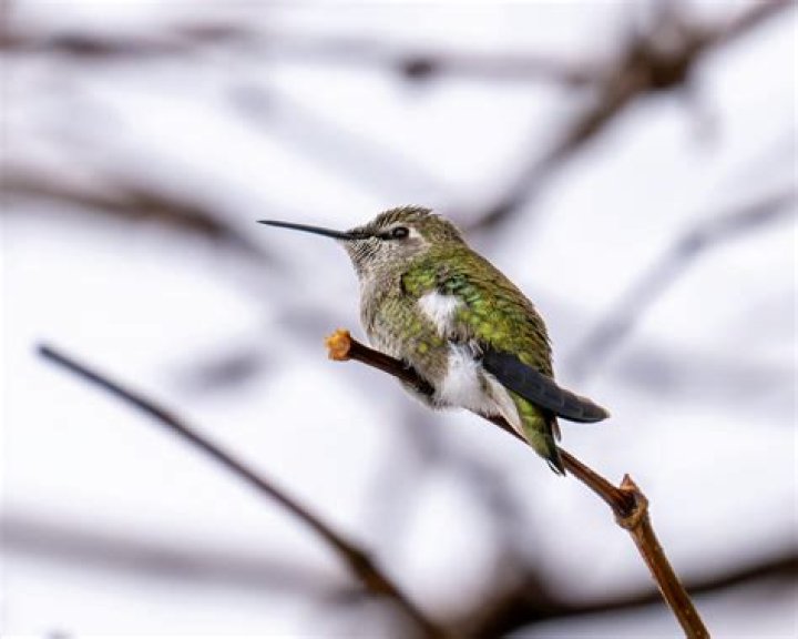 Should I feed hummingbirds in the winter