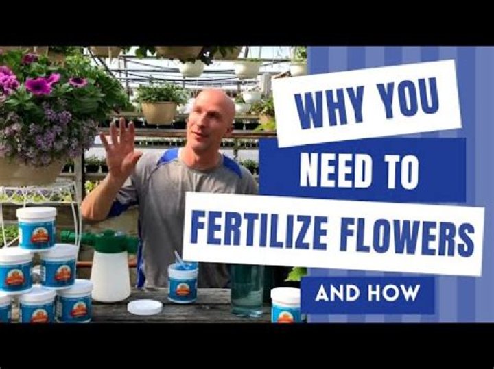 Should I fertilize weigela