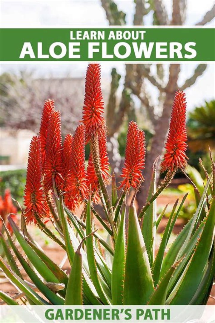 Should I let my aloe flower