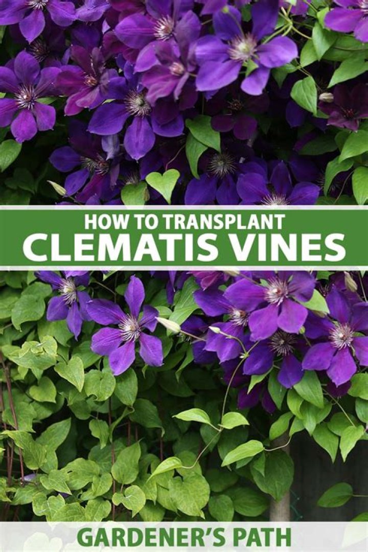 Should I pinch out clematis