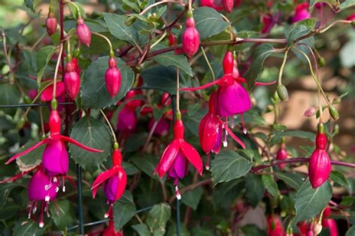 Should I pinch out fuchsias