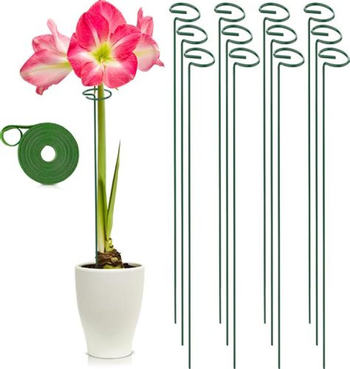 Should I stake my amaryllis