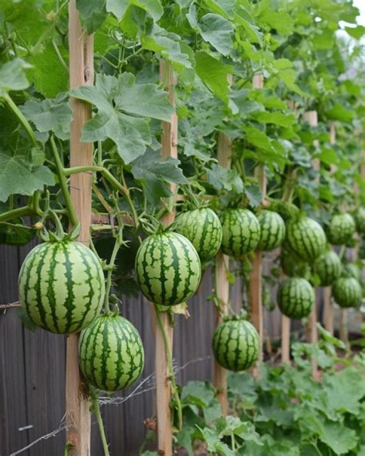 Should I trellis watermelon