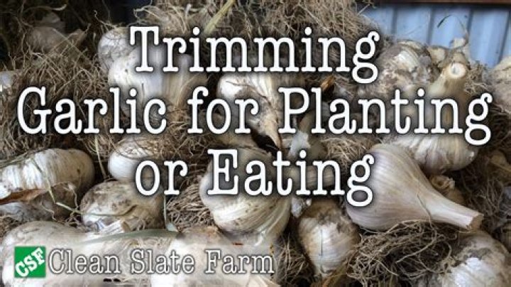 Should I trim garlic leaves