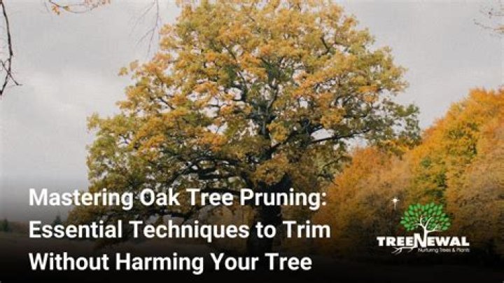 Should oak trees be trimmed