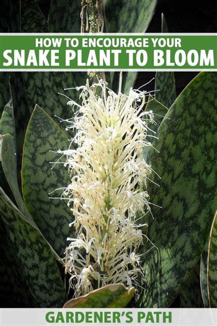 Should snake plants flower