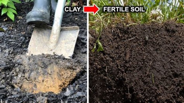 Should you aerate clay soil