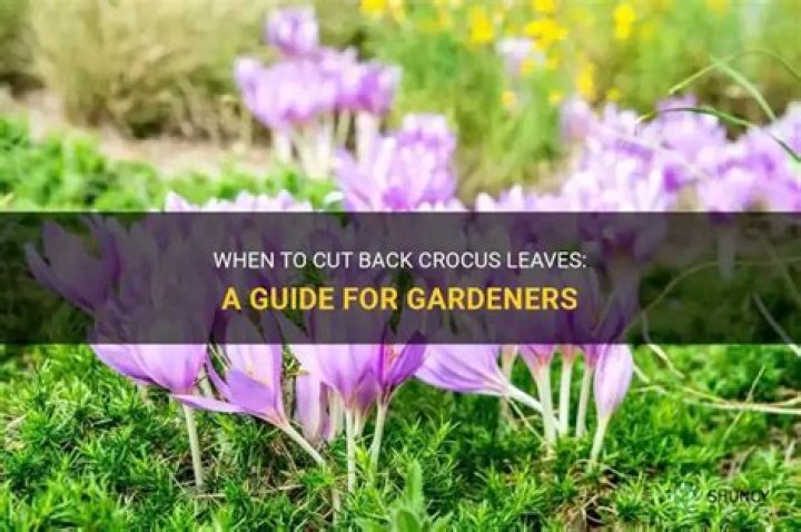 Should you cut back crocus