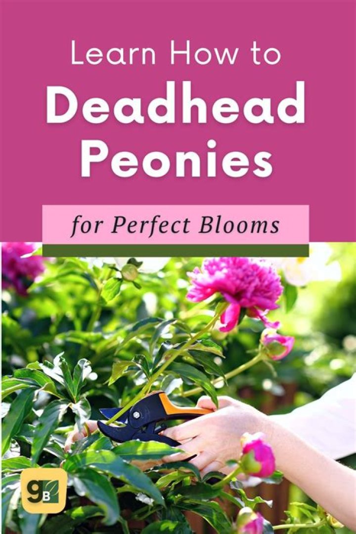 Should you deadhead Liatris