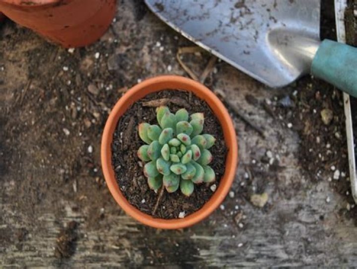 Should you mulch succulents