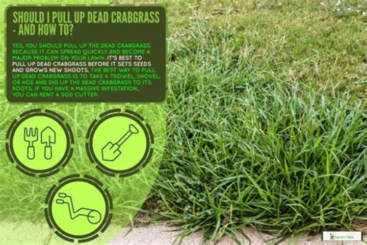 Should you pull up dead crabgrass