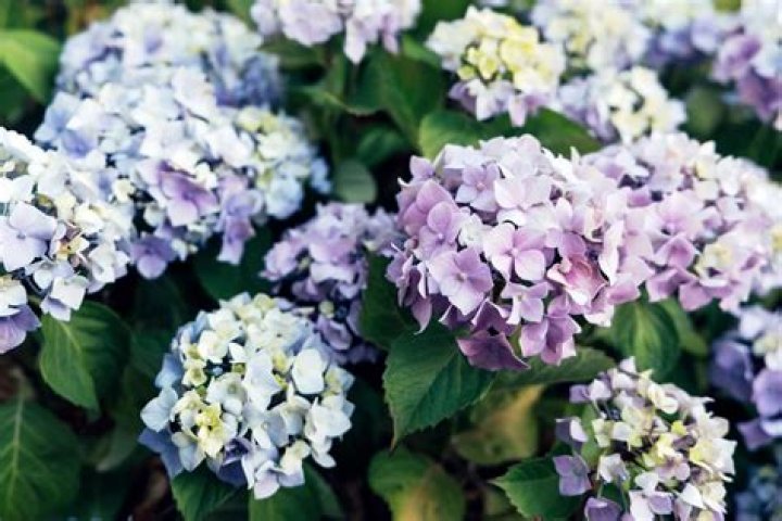 Should you stake hydrangeas