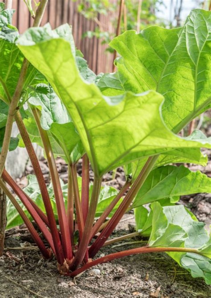 Should you thin out rhubarb