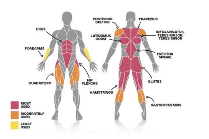 What 3 things do muscles do