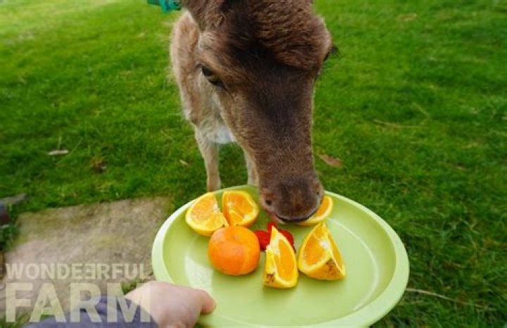 What animal eats cantaloupe