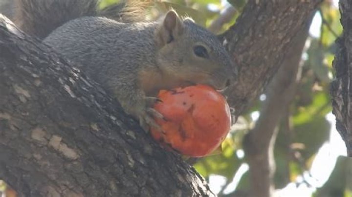 What animal eats persimmons