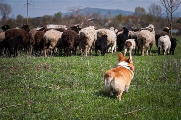 What animals do corgis herd
